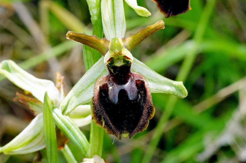 Orchidee da identificare